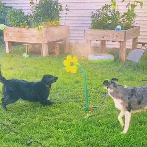 Crazy Daisy Sprinkler Sunflower Lawn Dancing