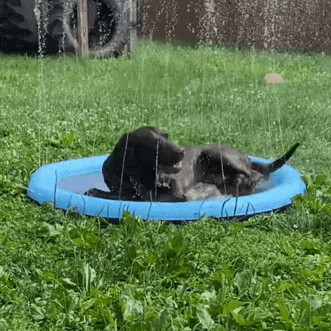 Pet Splash Sprinkler Pad