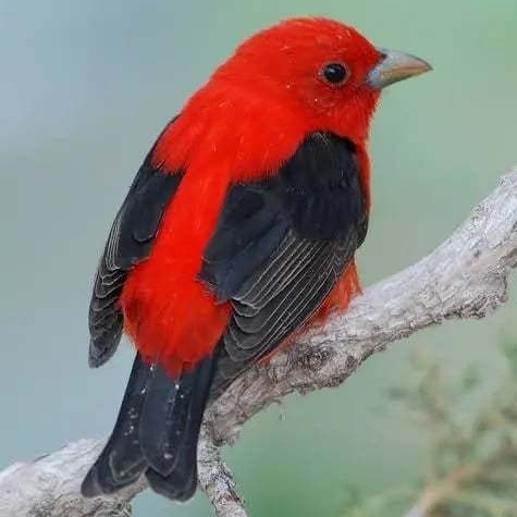 Chirpy Companions Bird -Decorative Boring Life